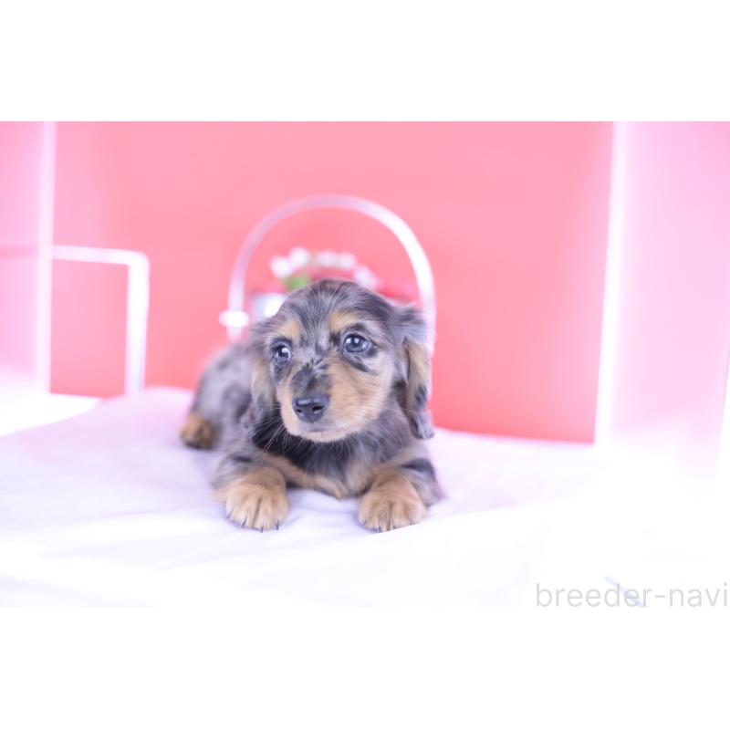 成約済の愛知県のカニンヘンダックスフンド(ロングヘアード)-394811の10枚目