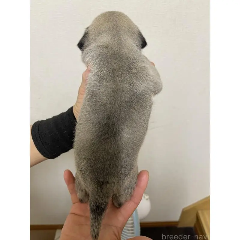販売中の千葉県のパグ-397363の3枚目