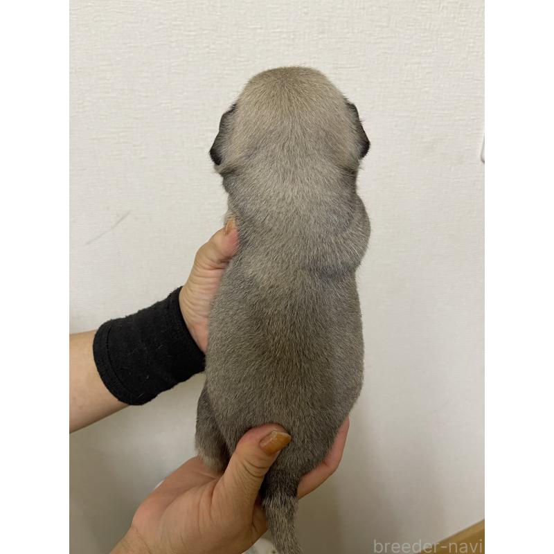 販売中の千葉県のパグ-397364の3枚目