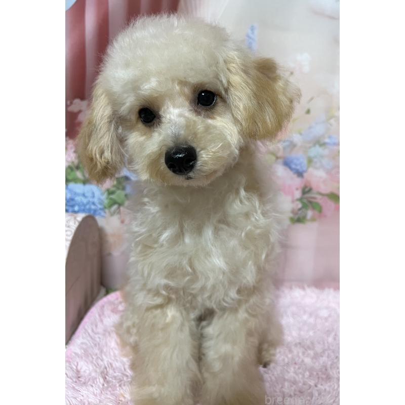 販売中の岡山県のティーカッププードル-377085の2枚目