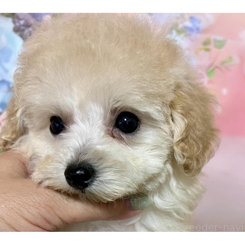 販売中の岡山県のティーカッププードル-397366の7枚目