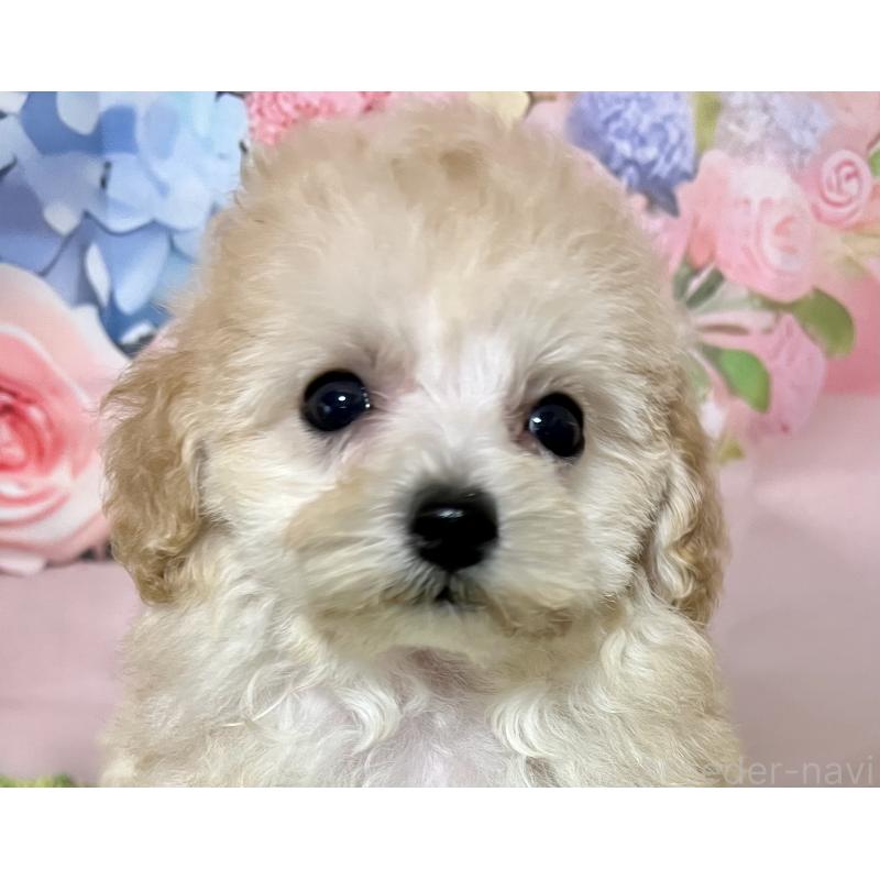 販売中の岡山県のティーカッププードル-397366の6枚目