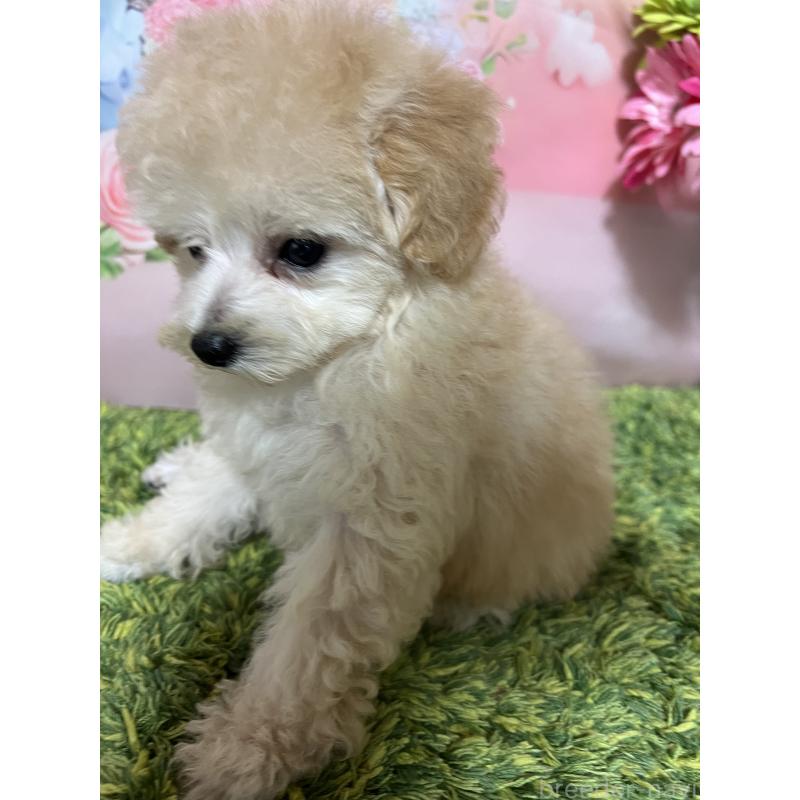 販売中の岡山県のティーカッププードル-397366の5枚目