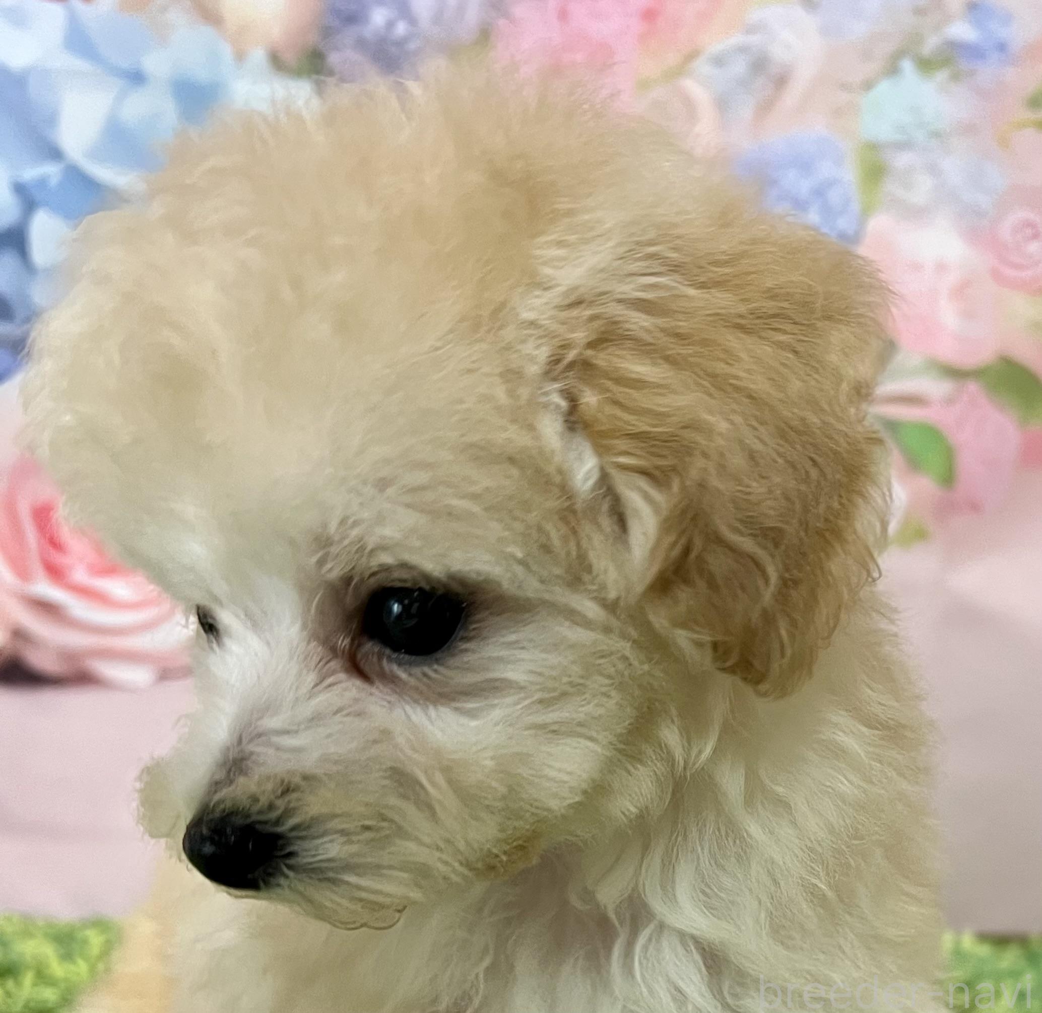 販売中の岡山県のティーカッププードル-397366の4枚目