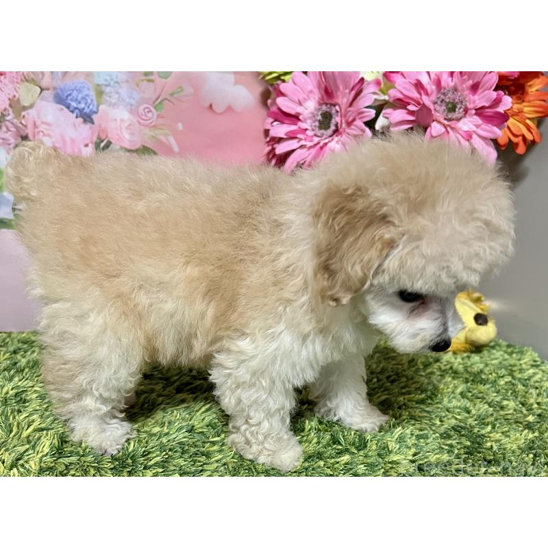 販売中の岡山県のティーカッププードル-397366の3枚目