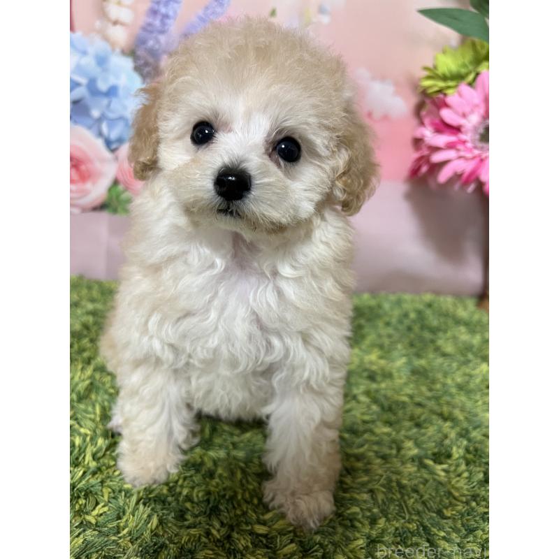 販売中の岡山県のティーカッププードル-397366の2枚目