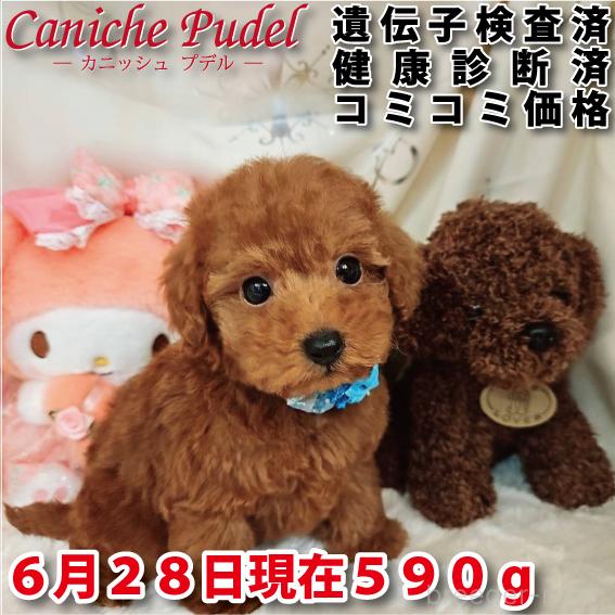 販売中の岐阜県のトイプードル-394403