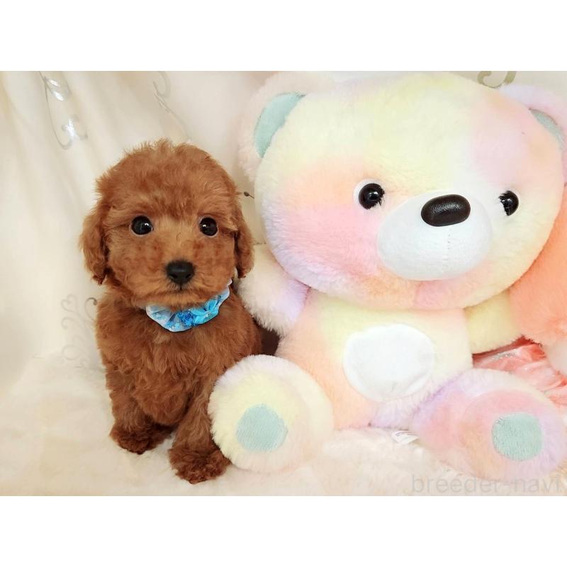 販売中の岐阜県のトイプードル-394403の9枚目
