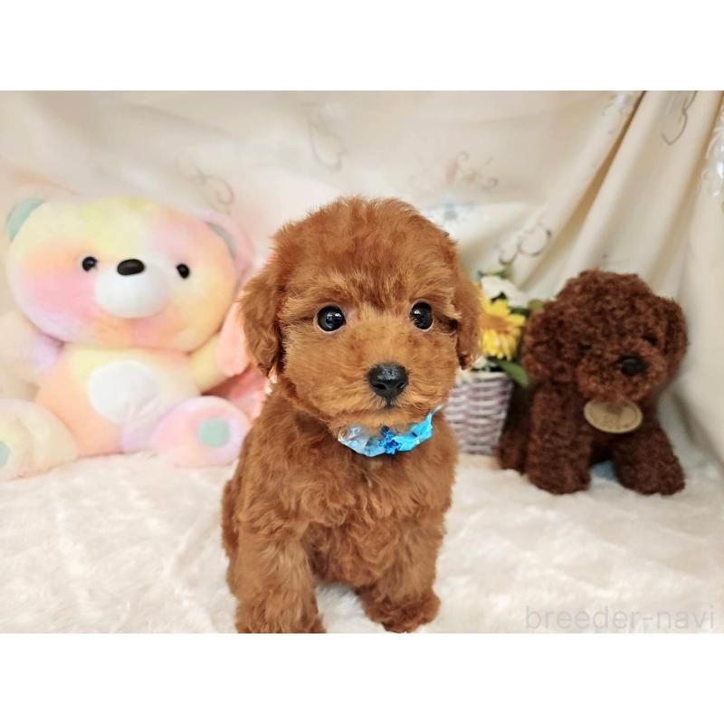販売中の岐阜県のトイプードル-394403の6枚目