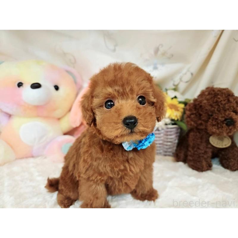販売中の岐阜県のトイプードル-394403の3枚目