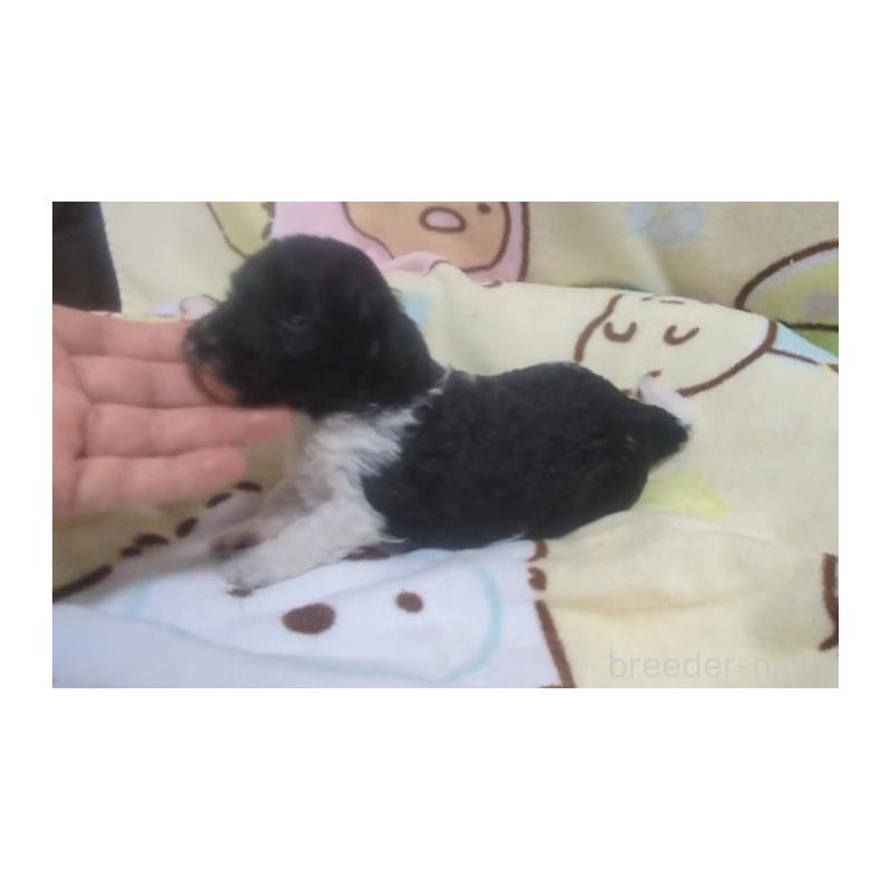 販売中の北海道のトイプードル-396271の2枚目