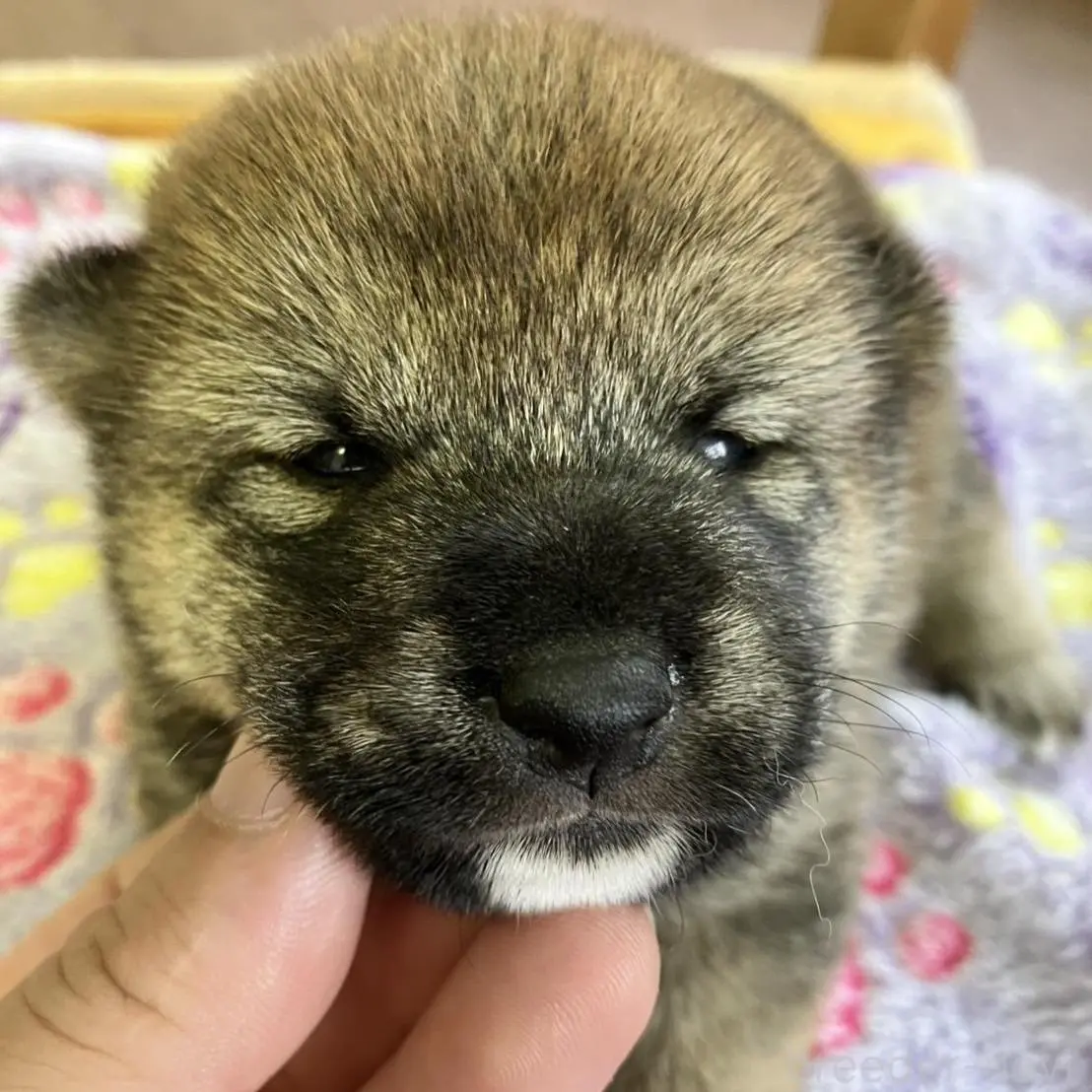 販売中の静岡県の豆柴-397173