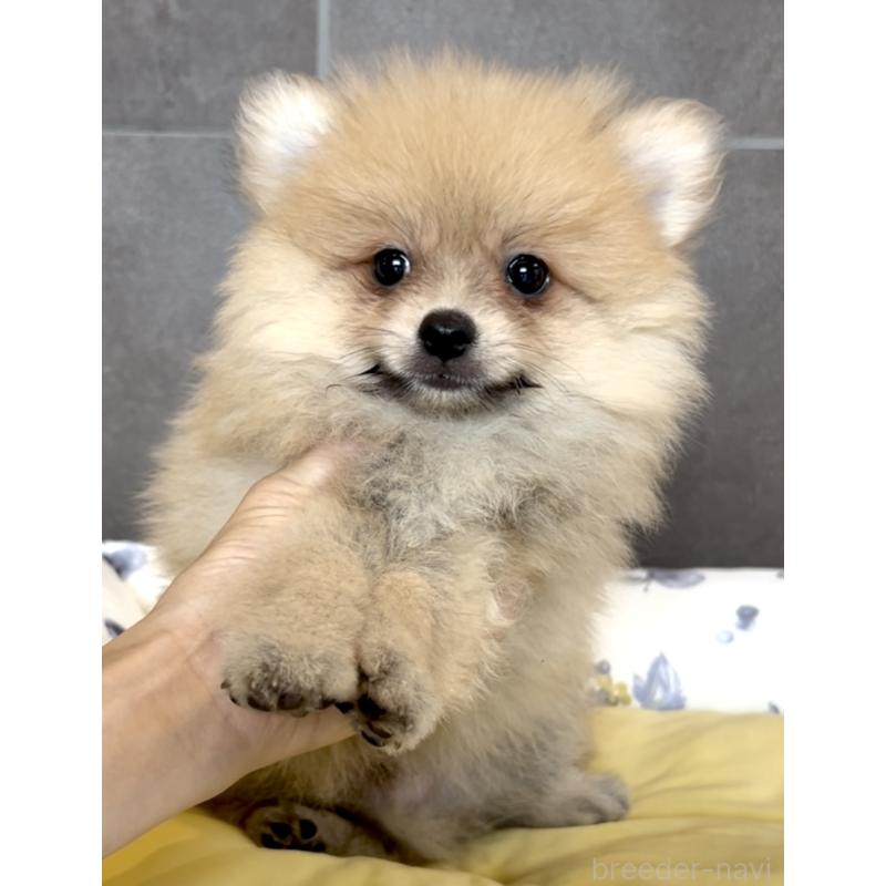販売中の奈良県のポメラニアン-397174