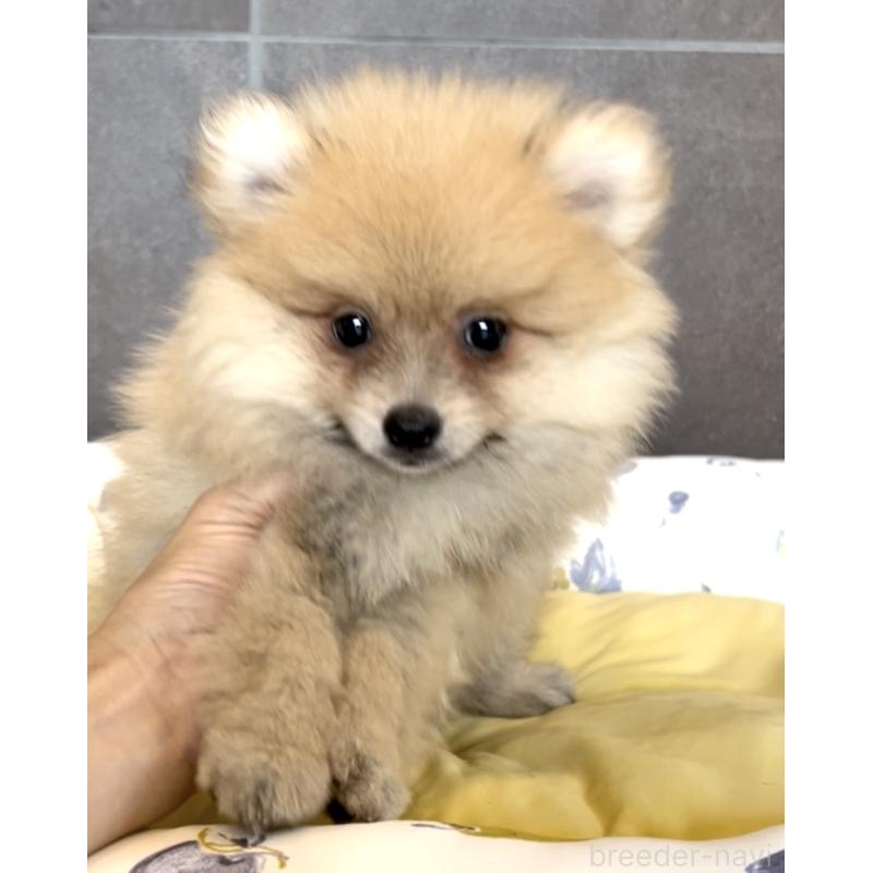 販売中の奈良県のポメラニアン-397174の9枚目