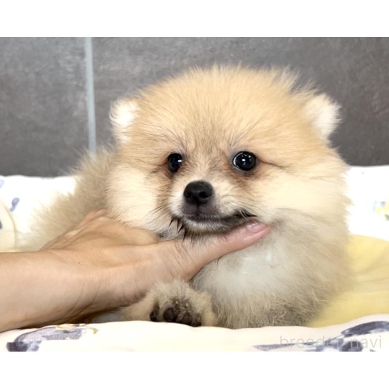 販売中の奈良県のポメラニアン-397174の7枚目