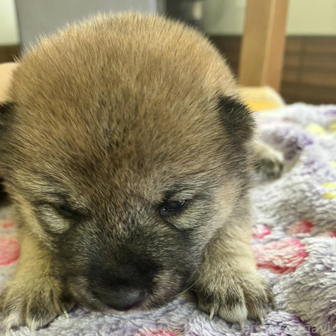 販売中の静岡県の豆柴-397173の3枚目