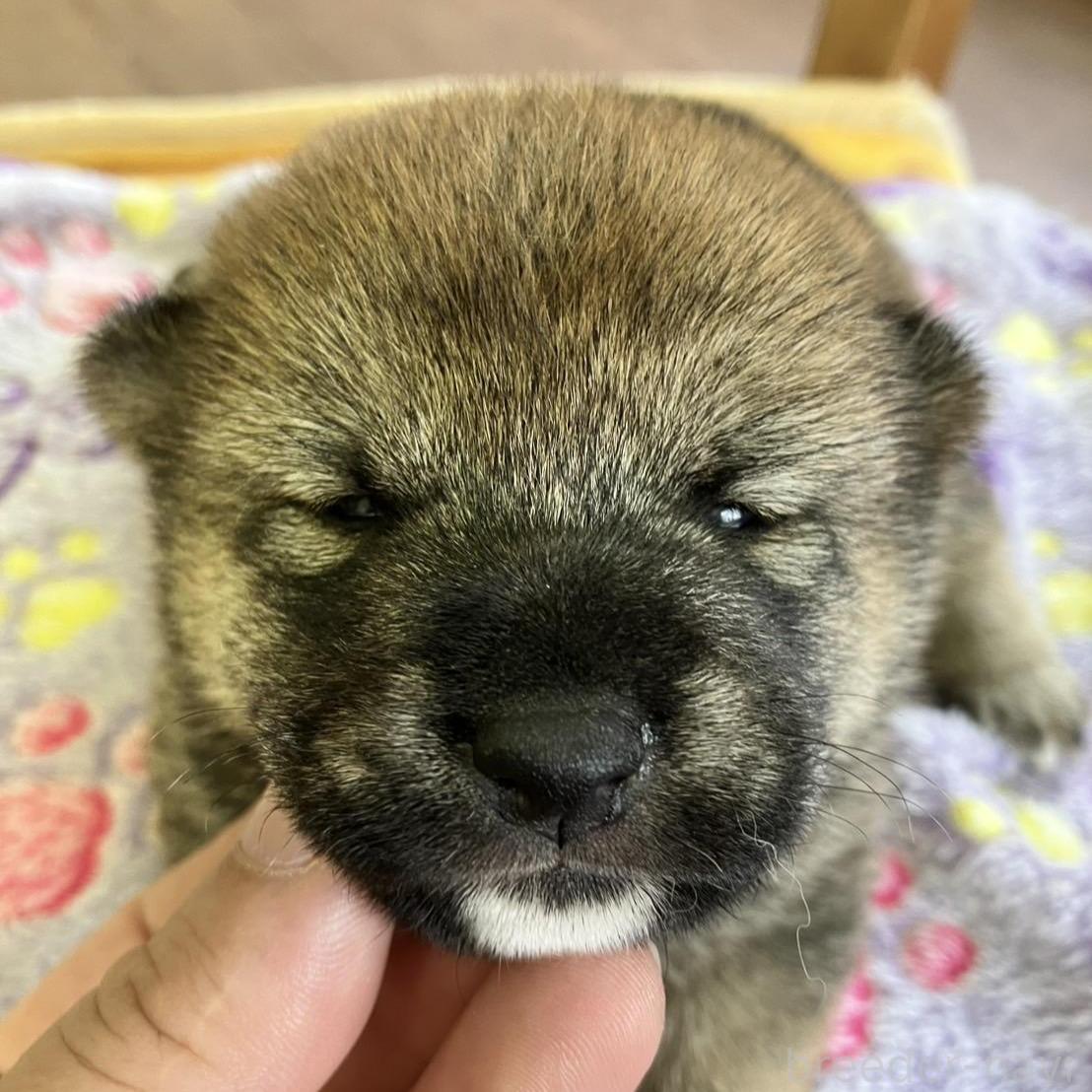 販売中の静岡県の豆柴-397173の2枚目