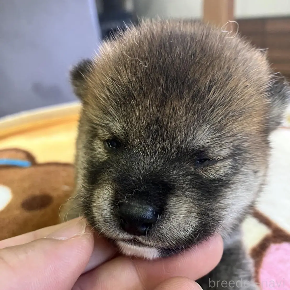 販売中の静岡県の豆柴-397175