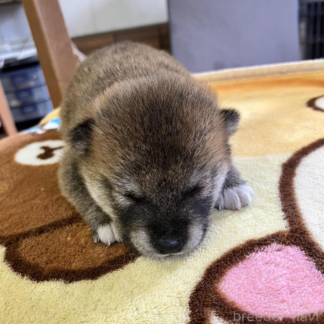 商談中の静岡県の豆柴-397175の5枚目