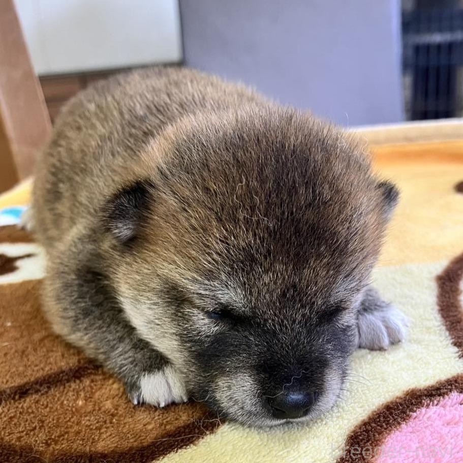 商談中の静岡県の豆柴-397175の4枚目