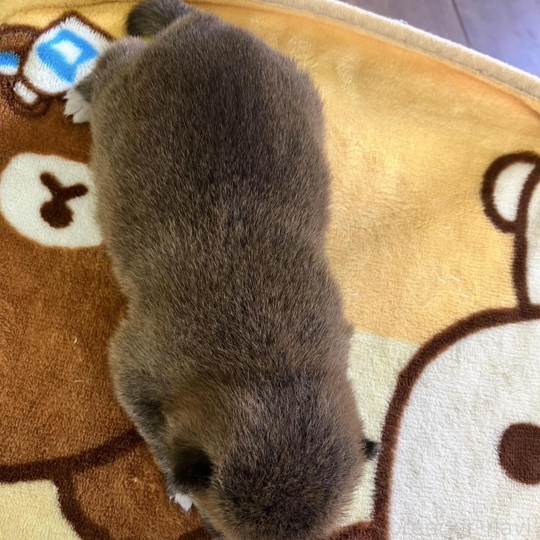 商談中の静岡県の豆柴-397175の3枚目