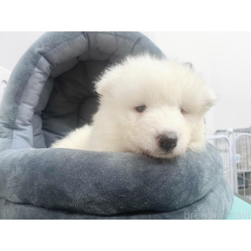 販売中の東京都のサモエド-397177の6枚目
