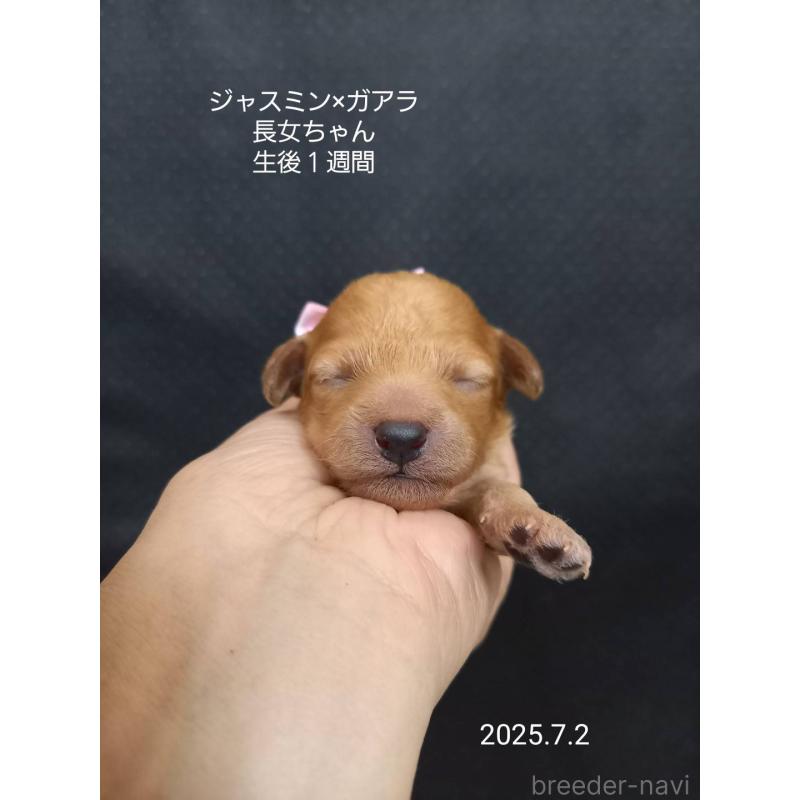 販売中の大阪府のタイニープードル-395982の2枚目