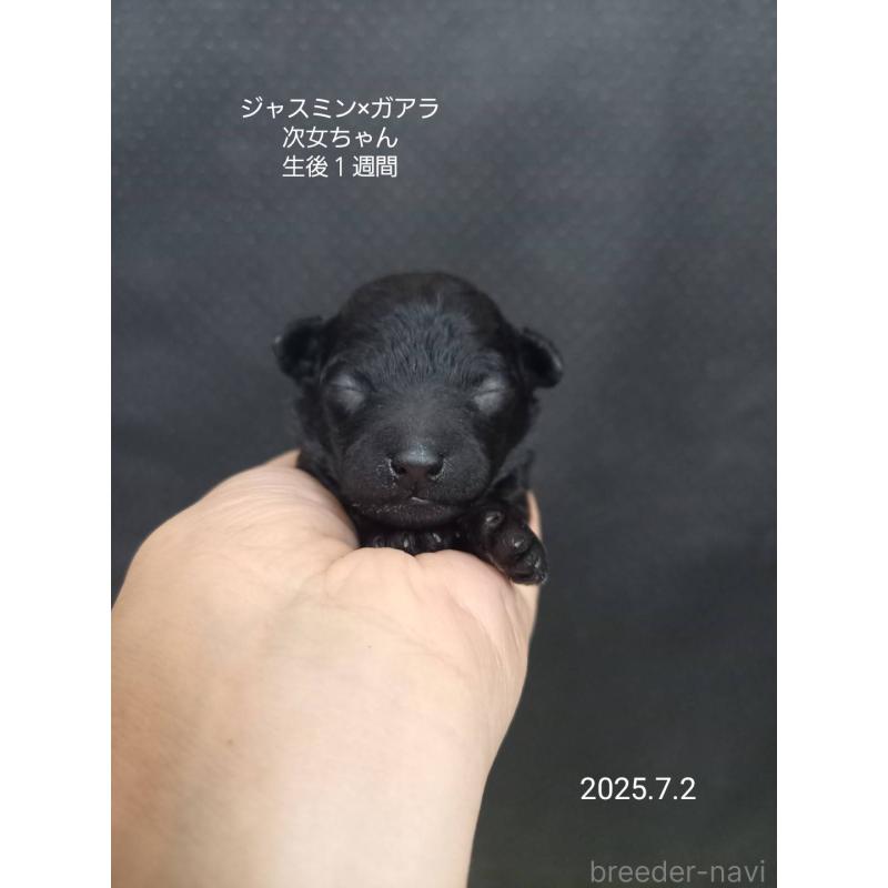 販売中の大阪府のタイニープードル-395983の2枚目