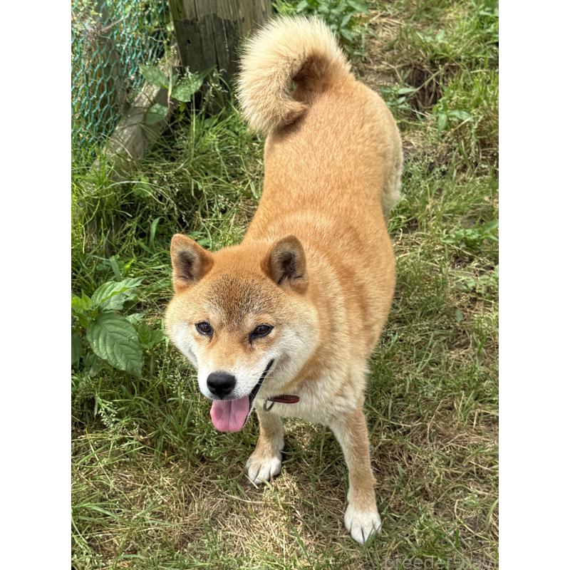 販売中の宮城県の柴犬-397185の4枚目