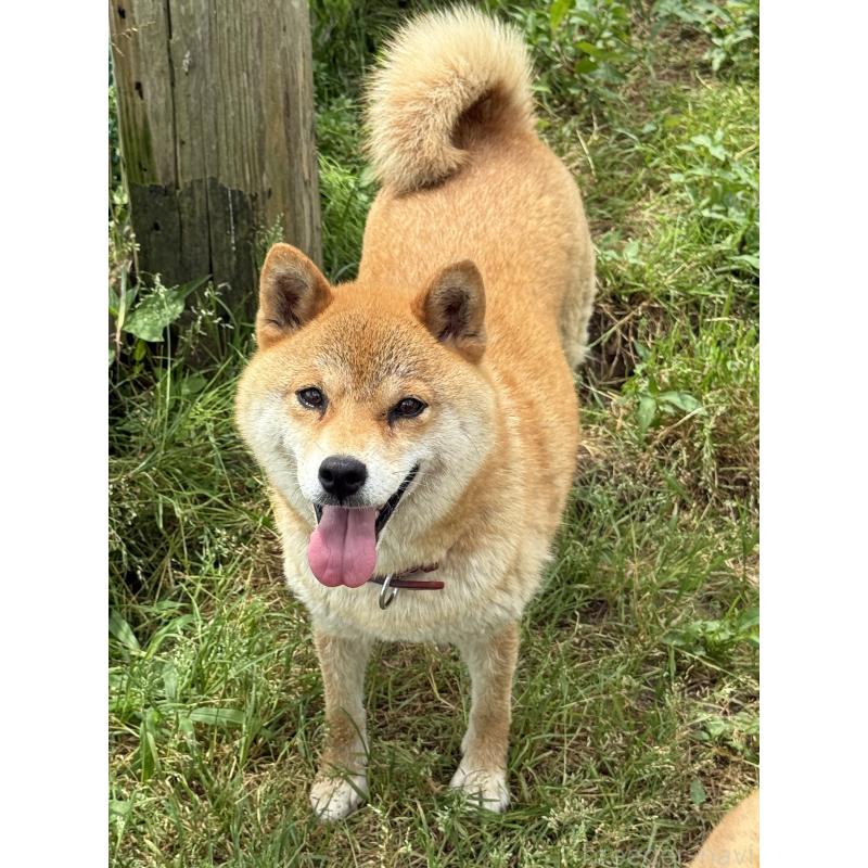 販売中の宮城県の柴犬-397185の3枚目