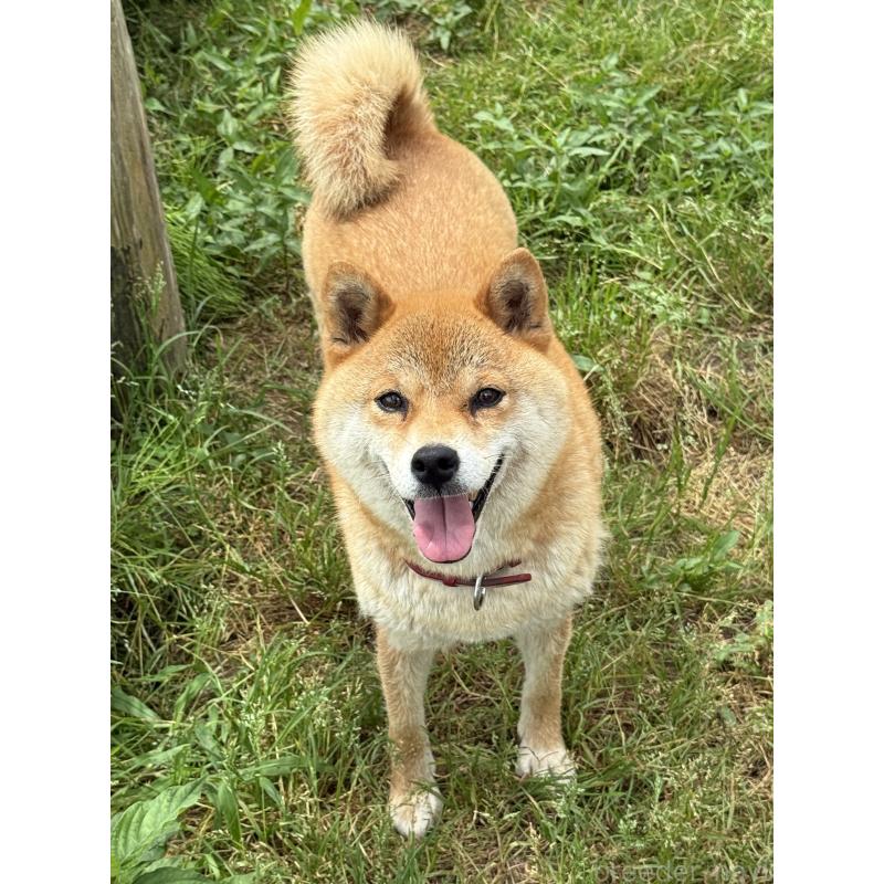 販売中の宮城県の柴犬-397185の2枚目