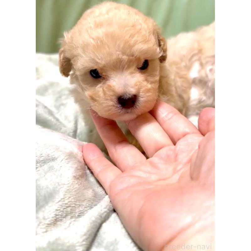 販売中の奈良県のマルプー:マルチーズ×トイプードル-397400の15枚目