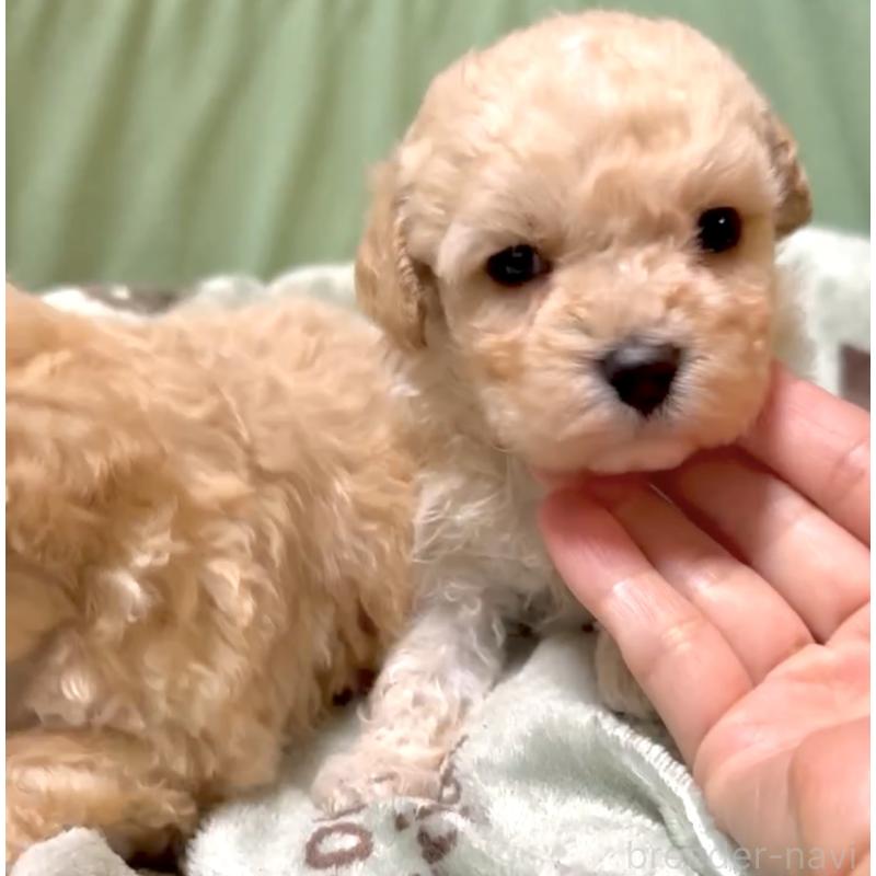 販売中の奈良県のマルプー:マルチーズ×トイプードル-397400の14枚目