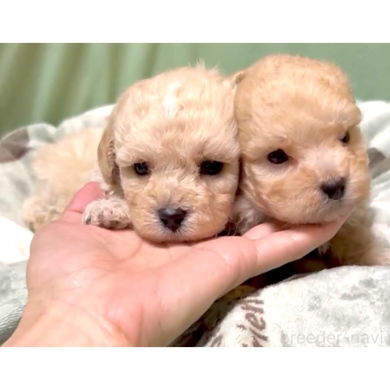販売中の奈良県のマルプー:マルチーズ×トイプードル-397400の12枚目