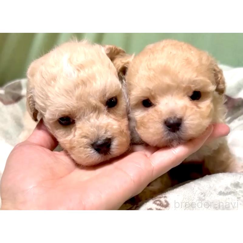 販売中の奈良県のマルプー:マルチーズ×トイプードル-397400の10枚目