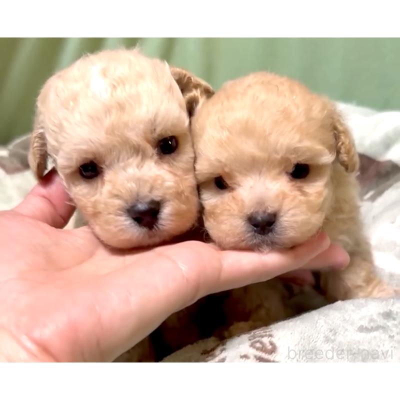 販売中の奈良県のマルプー:マルチーズ×トイプードル-397400の9枚目