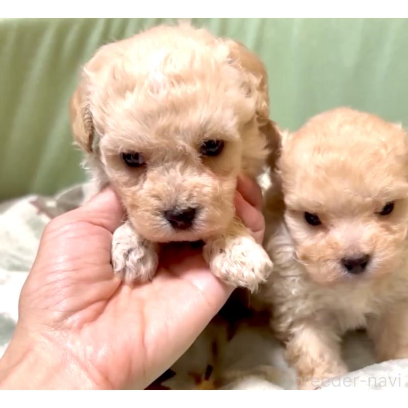 販売中の奈良県のマルプー:マルチーズ×トイプードル-397400の8枚目