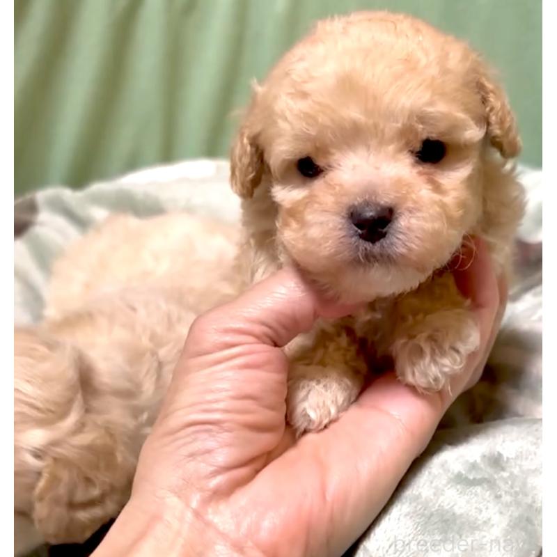 販売中の奈良県のマルプー:マルチーズ×トイプードル-397400の7枚目