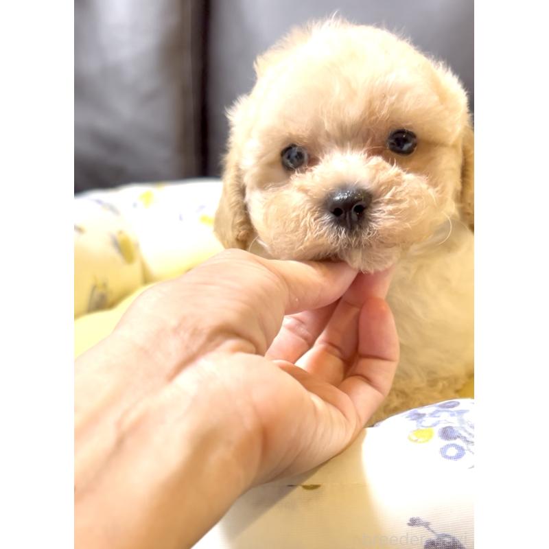 販売中の奈良県のマルプー:マルチーズ×トイプードル-397400の6枚目