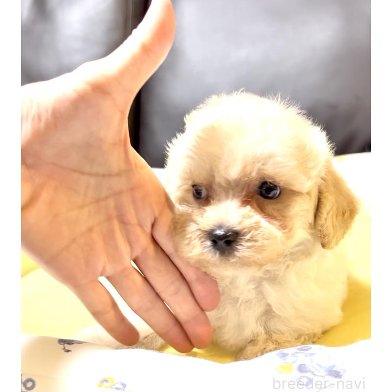 販売中の奈良県のマルプー:マルチーズ×トイプードル-397400の5枚目
