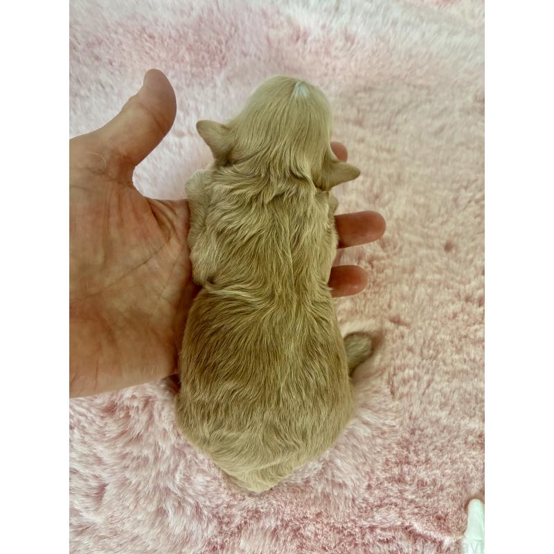 販売中の大阪府のミックス犬-397404の3枚目