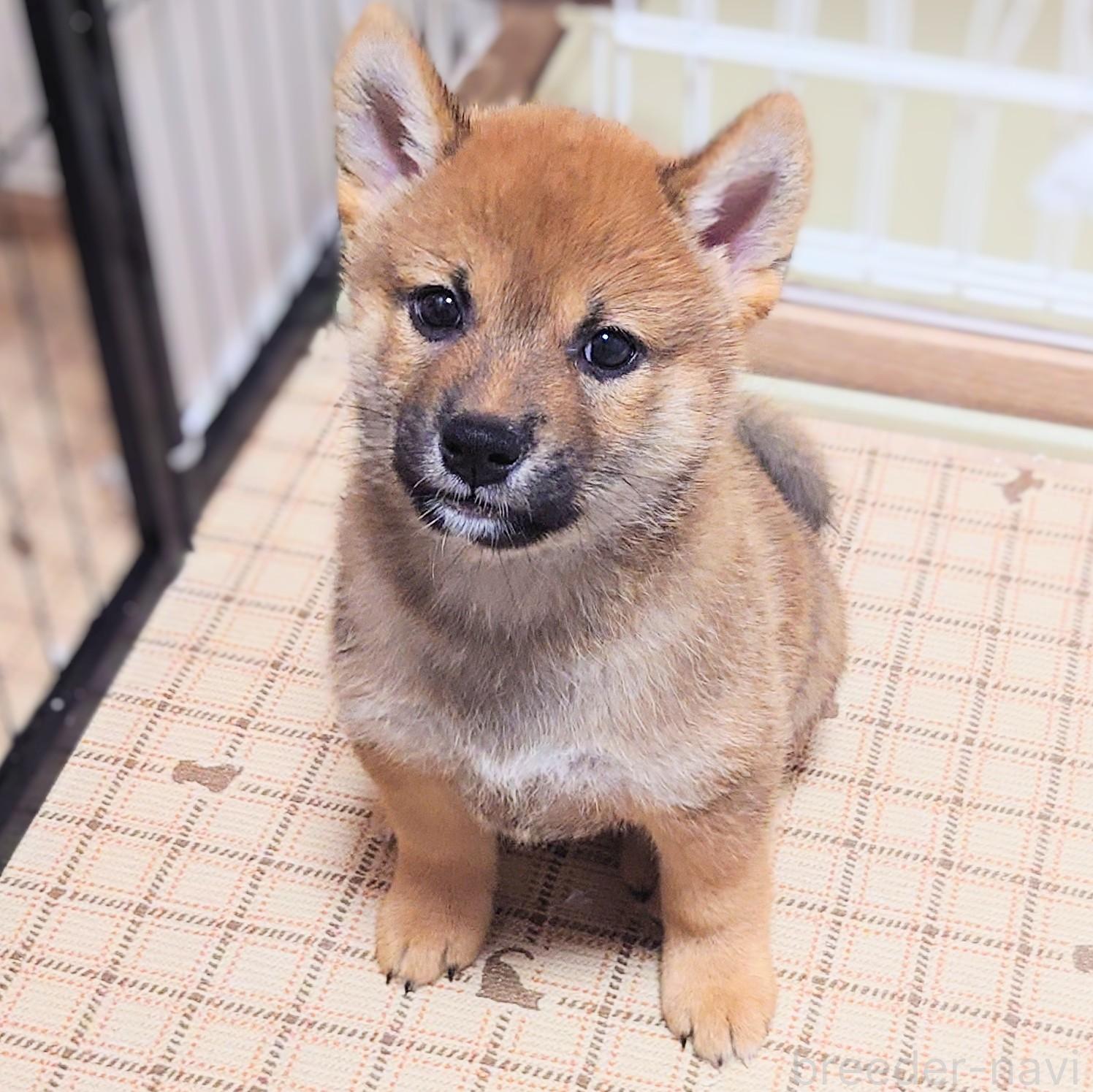 販売中の大阪府の柴犬-389396