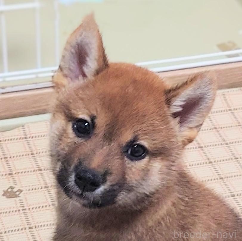 成約済の大阪府の柴犬-389396の12枚目