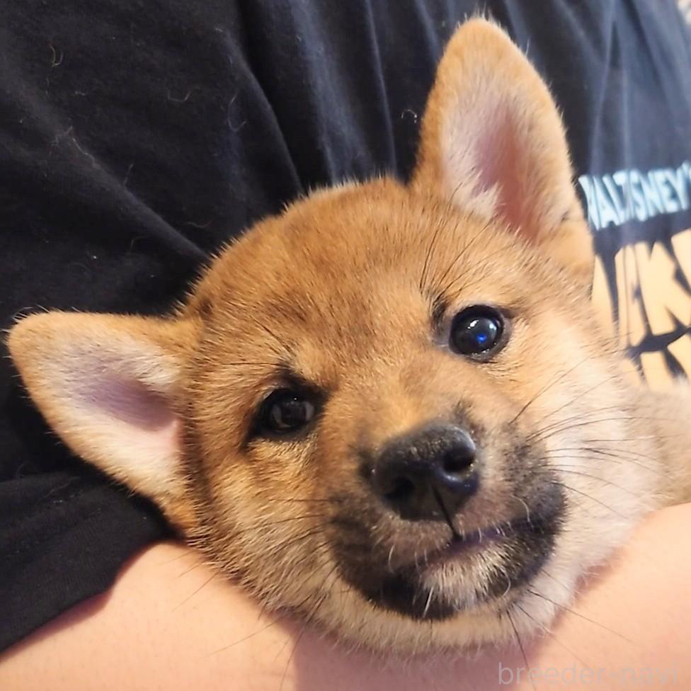 成約済の大阪府の柴犬-389396の11枚目