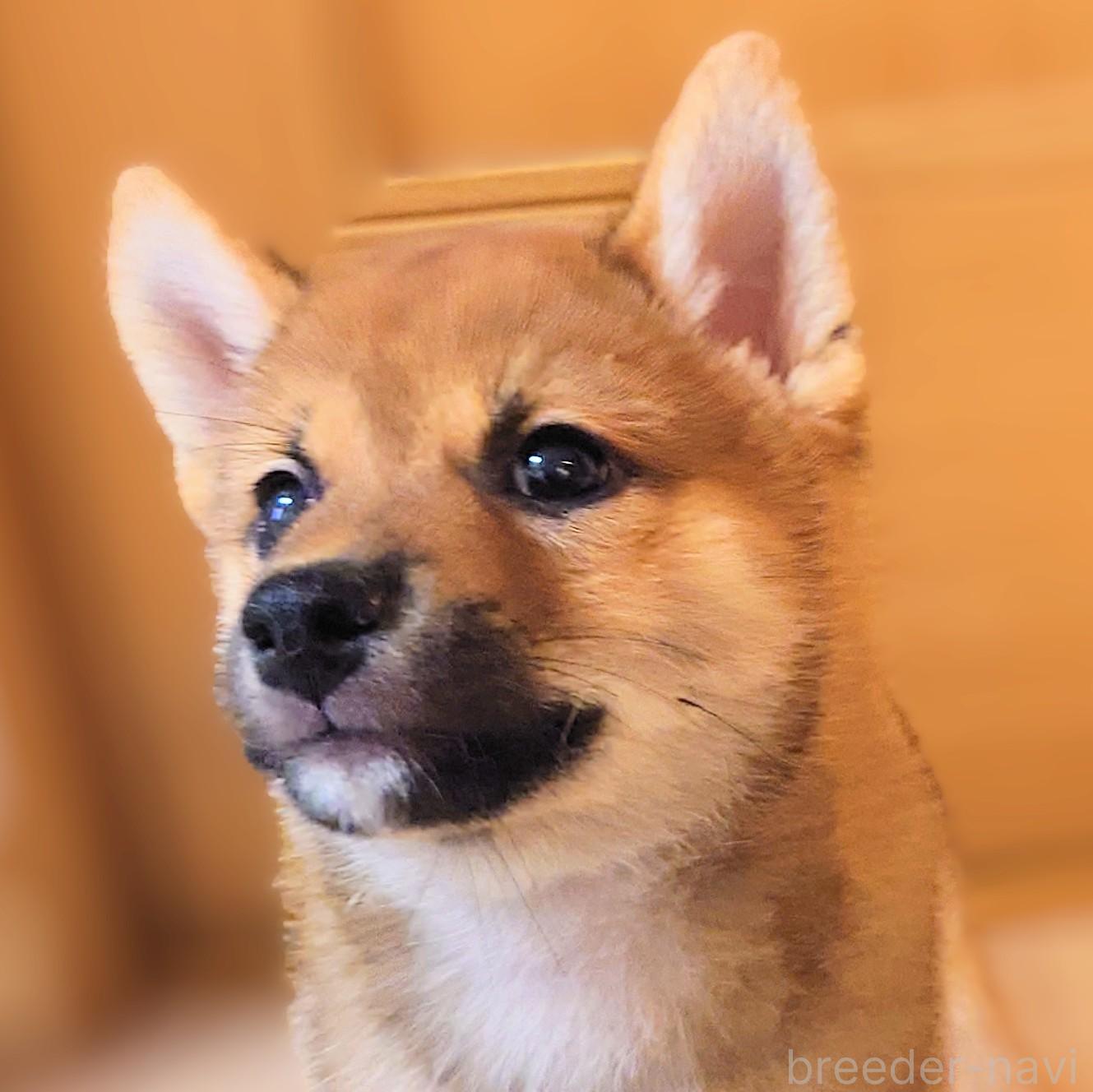 成約済の大阪府の柴犬-389396の10枚目