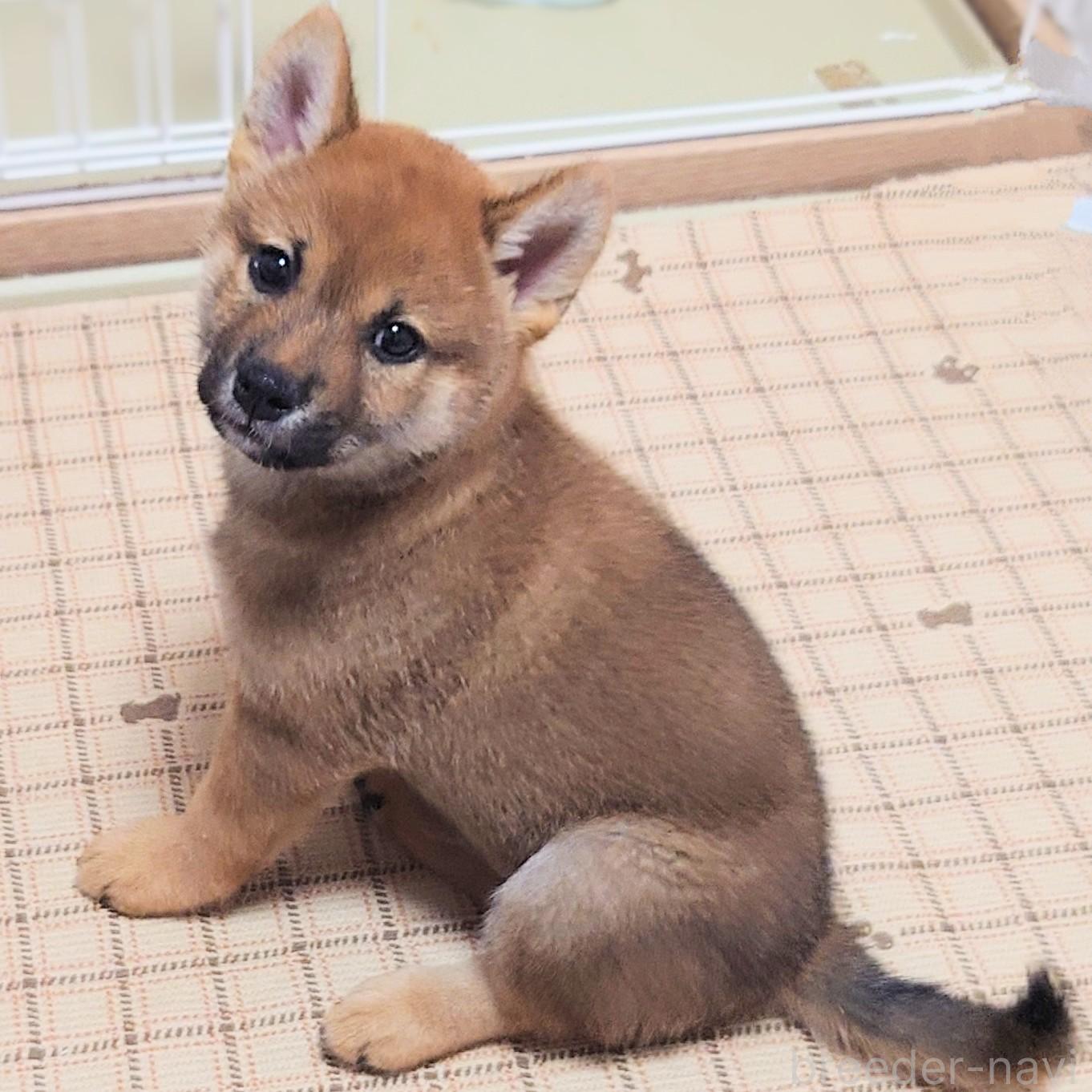 成約済の大阪府の柴犬-389396の9枚目
