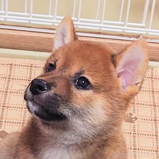 成約済の大阪府の柴犬-389396の8枚目