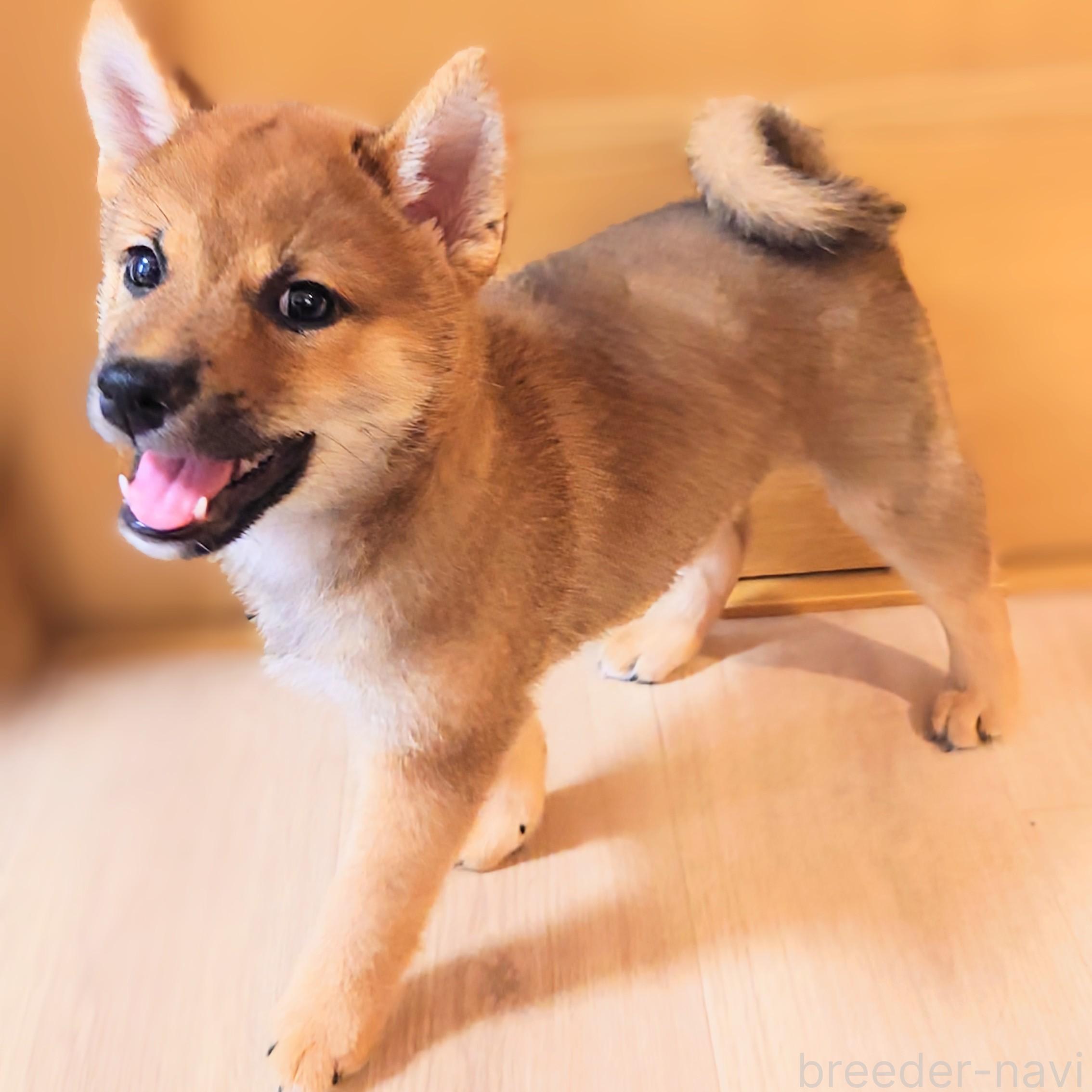成約済の大阪府の柴犬-389396の7枚目