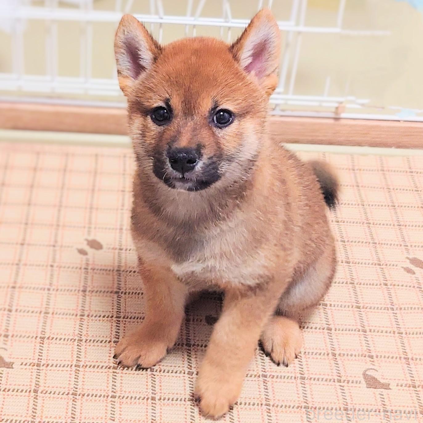 成約済の大阪府の柴犬-389396の6枚目