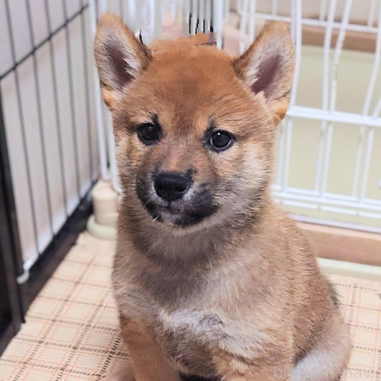 成約済の大阪府の柴犬-389396の5枚目